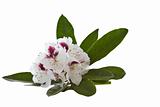 Coastal White Rhododendron - Washington State Flower