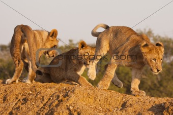 Three Lion Cubs At Play