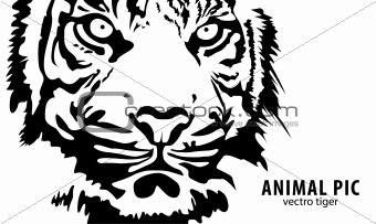 vector tiger