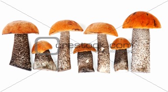 Timber fresh mushrooms