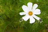 Flower daisywheel