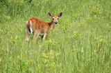Whitetail Deer Button Buck