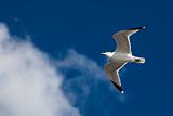 Beautiful seagull flying on the sky