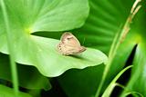 Appalachian brown butterfly