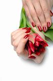 Beautiful hand with perfect nail red manicure and tulip