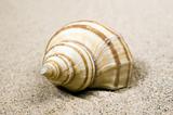 Macro studio shot of beautiful sea shell on a yellow sand. 