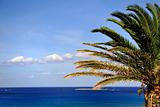 Beautiful palm tree over blue summer sky and sea
