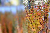 Beautiful autumn abstract background with wild berries outdoors