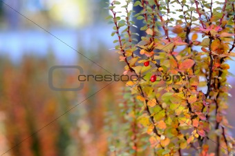 Beautiful autumn abstract background with wild berries outdoors