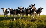 Dutch cows
