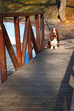 basset hound on wooden bridge