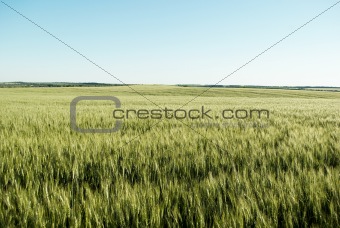 Green wheat  field