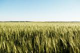 immature wheat  field