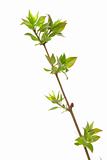 Branch lilac tree with spring buds isolated on white 