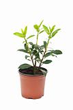 Small laurel tree in the pot 