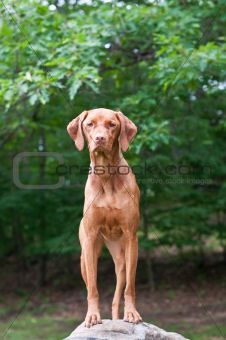 Vizsla Dog Standing on a Rock