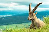 Wild animal (goat) against mountains
