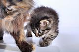mother cat and kitten walking