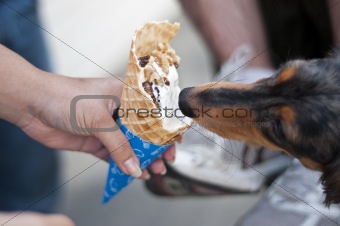 Dachshund puppy eating ice cream cone