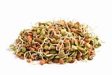 lentil seeds