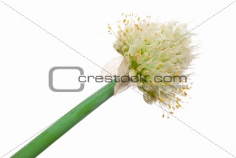 Allium onion flowers 