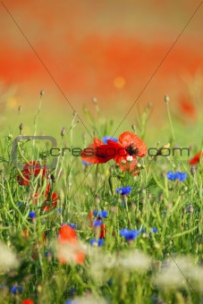 wild flowers - red poppies in a green spring field