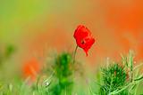 wild flowers - red poppies in a green spring field