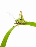 grasshopper sits on the green grass