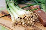 young green organic onions on a wooden board