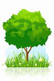Isolated green tree background