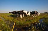 Dutch cows
