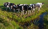 Dutch cows

