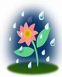 Flower in Rain