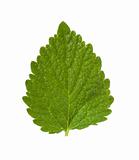 Deadnettle leaf