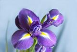 Iris flower with violet petals closeup