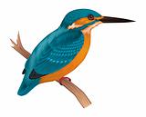 Kingfisher Vector