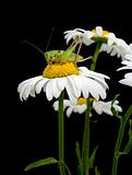 White daisies and green grasshopper