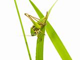 grasshopper sits on the green grass closeup