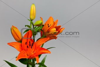 orange lily 