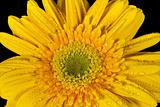 yellow gerbera daisy