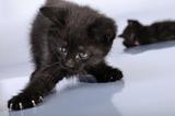 black kittens playing