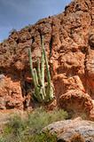 Desert Saguaro Cactus