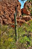 Saguaro Cereus giganteus