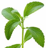 Stevia plant