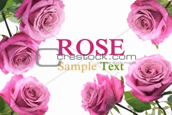 Rose frame