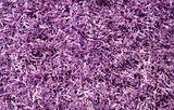 Purple grass
