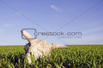 cow cranium in the crop field