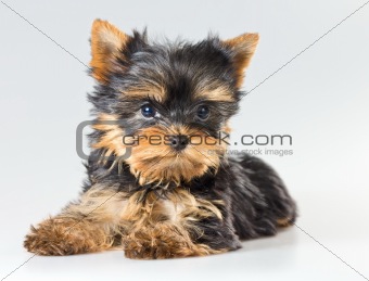 Small puppy Yorkshire Terrier