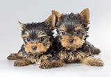 Two puppies Yorkshire Terrier