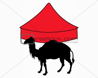 Camel in circus 